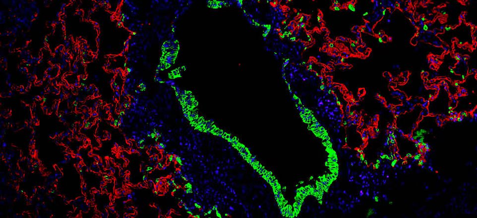 细胞2.jpg 细胞2.jpg