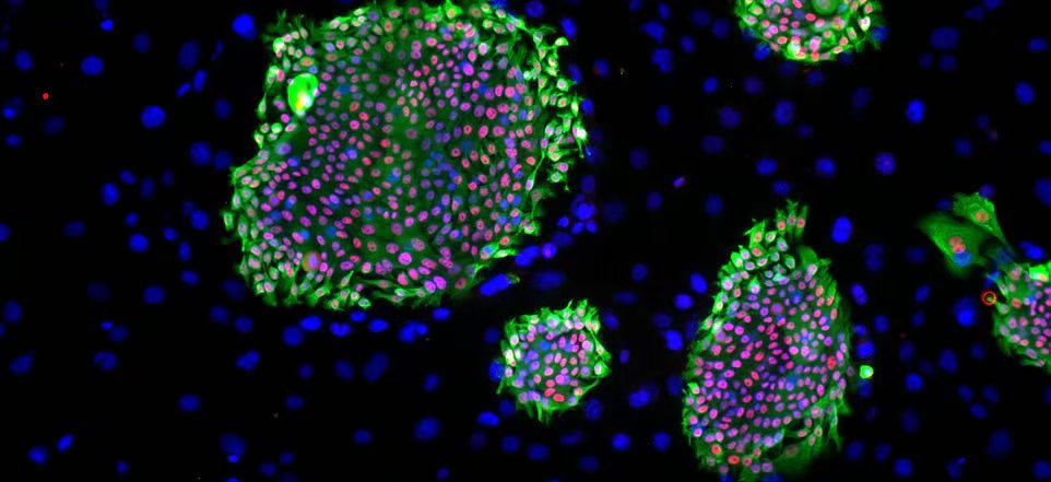 细胞1.jpg 细胞1.jpg